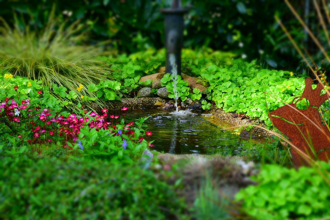 gartenteiche-und-bachlaeufe-bieten-dem-sumpfhelmkra-cc0-pixabay-gotti1979-201110_download Gartenteiche und Bachläufe bieten dem Sumpfhelmkraut ideale Bedingungen.