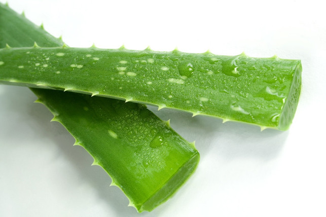 frische-aloe-vera-gegen-juckreiz-cc0-pixabay-difotolife-190225_download Frische Aloe Vera als Hausmittel gegen Juckreiz.