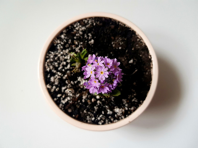 wenn-blumenerde-schimmelt-kann-das-verschiedene-g-cc0-pixabay-viktoriyapavlova-250122_download Wenn Blumenerde schimmelt, kann das verschiedene Gründe haben.