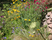 Artenschutz insektenfreundlicher Garten