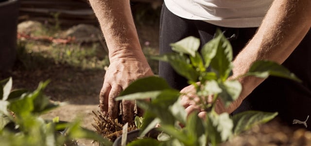 Bei der Gartenarbeit kannst du nicht nur deine Pflanzen pflegen, sondern kommst auch mehr in Bewegung.