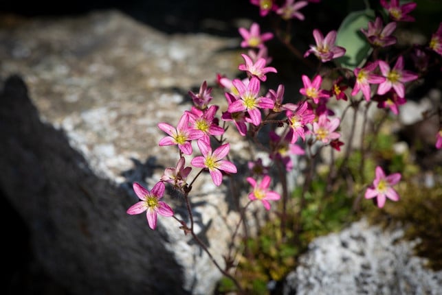 flachwurzler-eignen-sich-optimal-fuer-steingaerten-cc0-pixabay-pezibear-200708_download Flachwurzler eignen sich optimal für Steingärten.