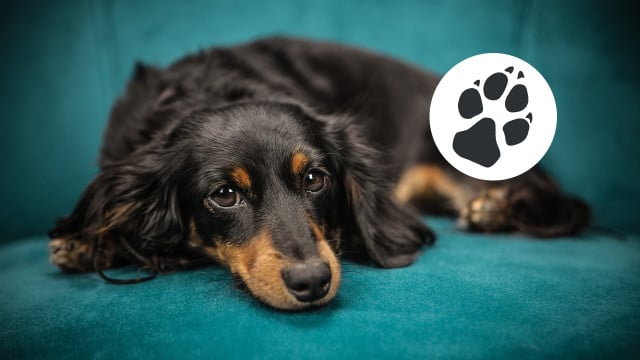 CO2-Pfotenabdruck-hund-pbc-StockSnap-210325-1280x720 Hunde sind schlecht fürs Klima