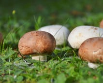 Pilze selber züchten: Das musst du beachten