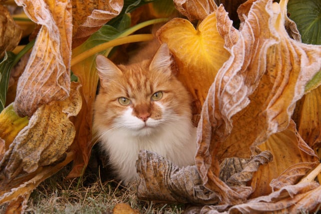 buntes-raschelndes-herbstlaub-bietet-eine-ganz-be-cc0--pixabay--bjonsson-251116_download Buntes, raschelndes Herbstlaub bietet eine ganz besondere Faszination für viele Katzen im Herbst.