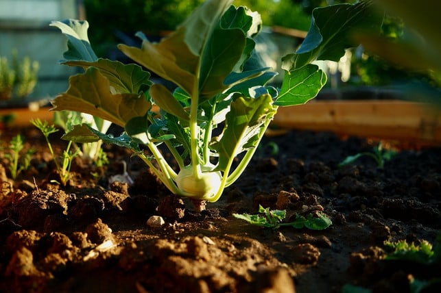 Kohlrabi pflanzen So ziehst du die frühe Kohlsorte Utopia.de