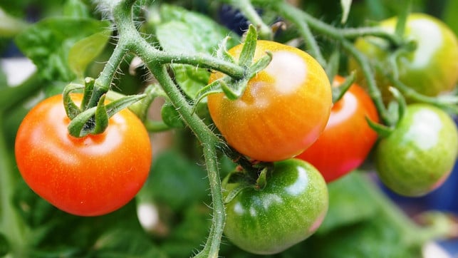 tomaten-brauchen-regelmaessig-wasser-giesse-sie-einm-cc0-pixabay-fotorieth-230723_download Tomaten brauchen regelmäßig Wasser. Gieße sie einmal pro Tag.