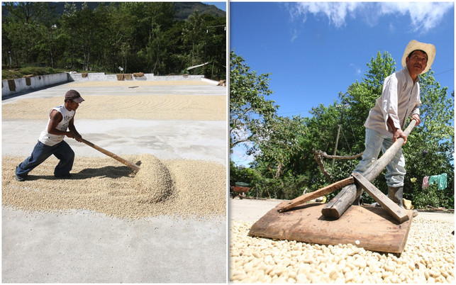 Kaffeebauer der Kaffeekooperativen Rio Azul & Cuna Chorti bei Kaffeetrocknen Fair-Trade-Kaffee: hier Kaffeebauern der Kaffeekooperativen Rio Azul, Cuna Chorti bei Kaffeebohnentrocknen