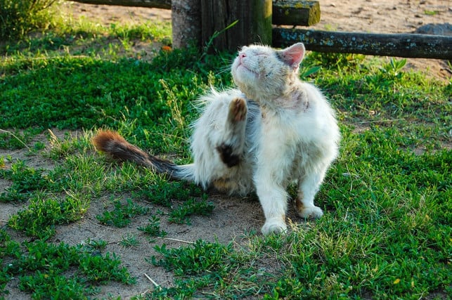 katzen-gehoeren-zu-den-tieren-die-am-haeufigsten-vo-cc0-pixabay-igorshubin-180928_download Katzen gehören zu den Tieren, die am häufigsten von Flöhen befallen werden.