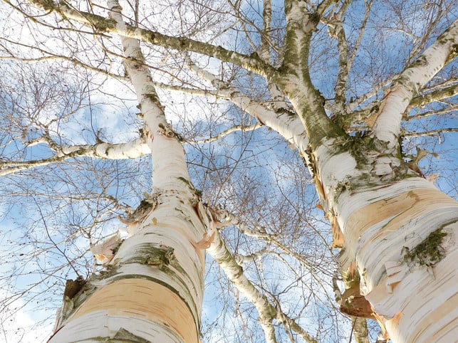 You can recognize the birch tree by its characteristic bark.