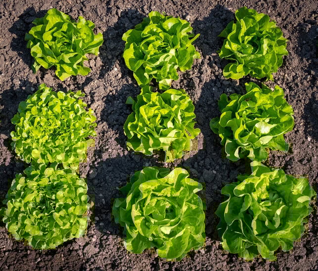 frische-salatkoepfe-sorgen-auch-bei-laufenten-manch-cc0-pixabay-ernschie-180924_download Frische Salatköpfe sorgen auch bei Laufenten manchmal für Appetit.