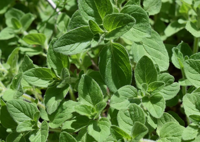 der-wuerzige-geschmack-von-oregano-passt-sehr-gut-z-cc0-pixabay-leoleobobeo-180807_download Der würzige Geschmack von Oregano passt sehr gut zu Paprika.