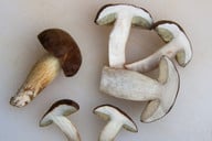 beim-maronen-roehrling-verfaerben-sich-die-schnittfl-cc0-pixabay-stux-201029_download Beim Maronen-Röhrling verfärben sich die Schnittflächen mit der Zeit bläulich.