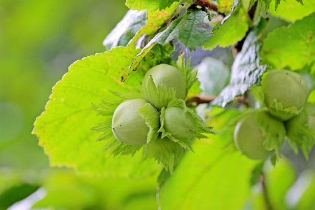 durch-den-erhaltungsschnitt-bleibt-die-haselnuss-i-cc0--pixabay--myriams-fotos-251021_download Durch den Erhaltungsschnitt bleibt die Haselnuss in Form