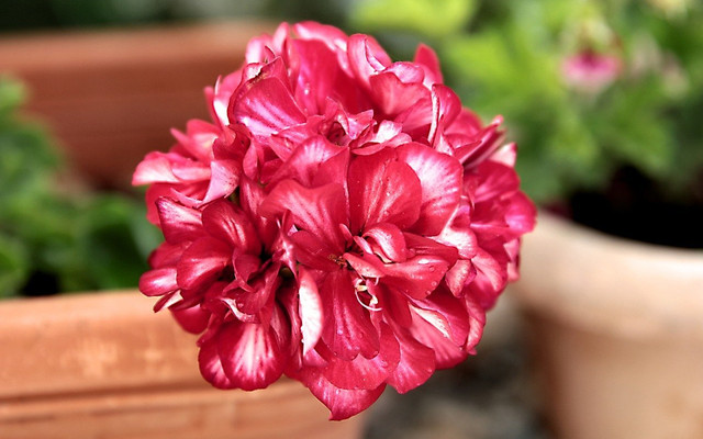 auch-geranien-sind-bei-bienen-unbeliebt-cc0-pixabay-begonvilliev-200528_download Nichts für die Bienenweide: Auch Geranien sind bei Bienen unbeliebt.