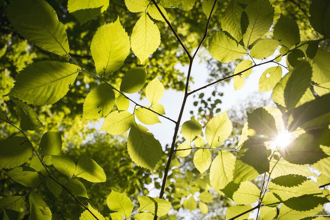 im-garten-koennen-wir-unseren-vitamin-d-speicher-au-cc0-pixabay-valiphotos-220503_download Bei der Garten-Therapie können wir unseren Vitamin-D-Speicher auffüllen.