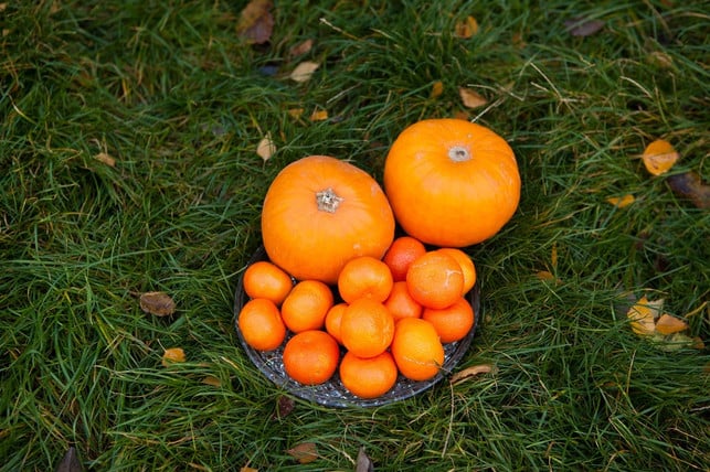 orangen-bringen-eine-fruchtige-note-in-das-chutney-cc0-pixabay-golemija-231106_download Orangen bringen eine fruchtige Note in das Chutney.