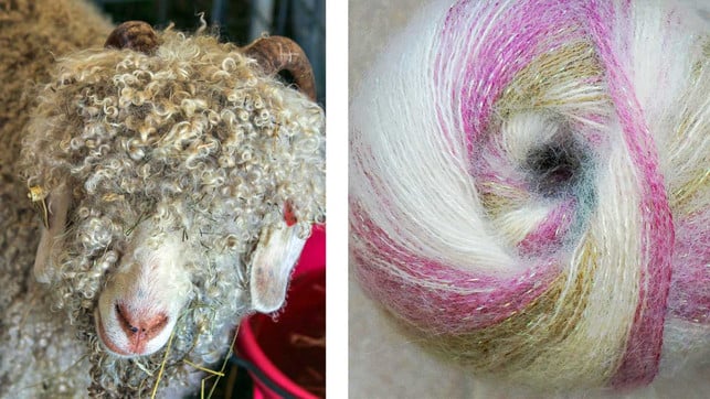 Tierschutz: H&M wollte umstrittene Wolle nicht mehr verkaufen – und rudert nun zurück mohair ziege wolle