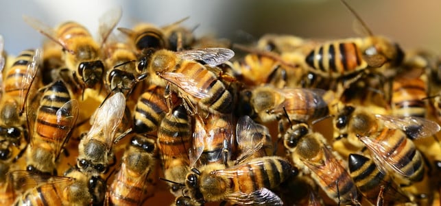 bienen-bienensterben-pb-170630-1280x600 Bienensterben: auch Neonicotinoide sind schuld