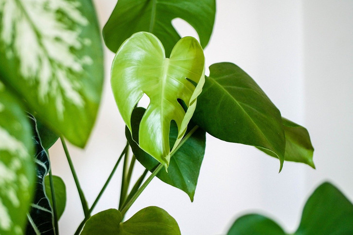 weiße orchidee kaufen Weiße Orchidee kaufen | Schlichte Eleganz für Ihr Zuhause