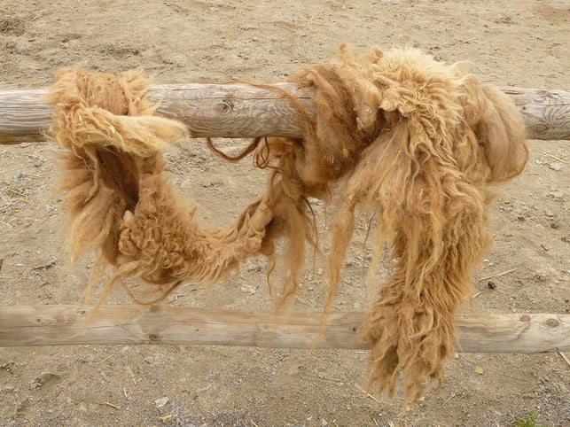 decken-aus-kamelhaar-kuehlen-den-koerper-im-sommer-u-cc0-pixabay-hans-201207_download Decken aus Kamelhaar kühlen den Körper im Sommer und wärmen ihn im Winter.