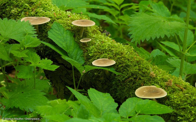 grad.jetzt Biodiversität