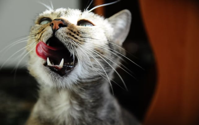 katze-futter-us-Olena-Somak-232021-1920-1209 Katzen fressen nicht jedes Katzenfutter gleich gerne.