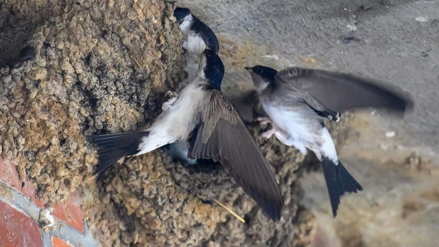 Einfacher Trick hilft Schwalben und deinem Garten Einfacher Trick hilft Schwalben und deinem Garten