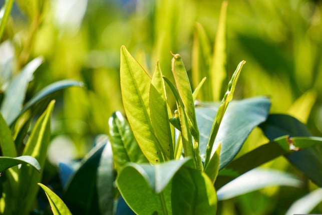 kirschloorbeer-ist-nicht-zum-mulchen-geeignet-cc0--pixabay--distelapparath-251013_download Kirschloorbeer ist nicht zum Mulchen geeignet.