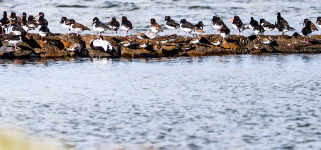 Wattenmeer: Deutsches Weltnaturerbe droht zu "ertrinken" - das ist der Grund
