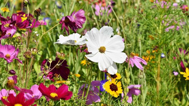 flower-meadow-g2390c76f3_1920x1080 Artenschutz im Alltag Wildblumen Blumenwiese Greenpeace