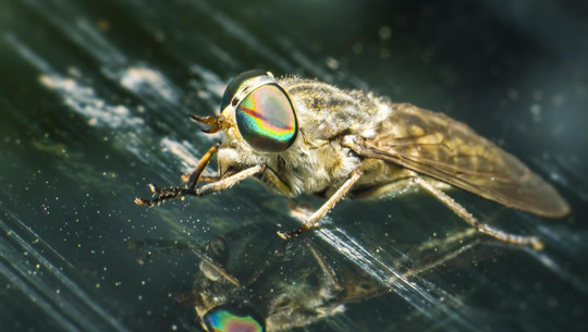 bremsenstich-cc0--pixabay--erik_karits-250826 Bremsenstich