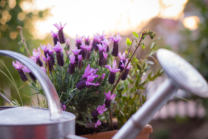 Kaffeesatz als Dnger: Tipps fr Gartenpflanzen, Orchideen & mehr