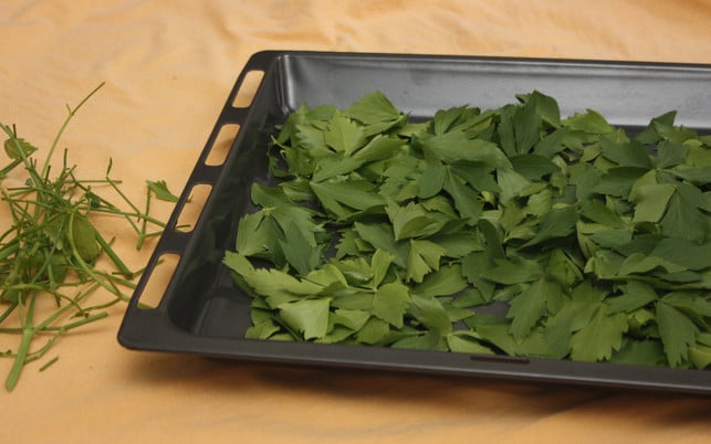 trockne-die-blaetter-fuer-das-selbstgemachte-liebstoe-maria-hohenthalutopia-200530_download Trockne die Blätter für das selbstgemachte Liebstöckel-Salz liegend auf einem Backblech.