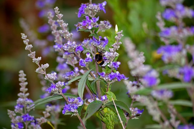 in-den-samenkapseln-des-moenchspfeffers-konzentrier-cc0-pixabay-kriemer-180521_download In den Samenkapseln des Mönchspfeffers konzentrieren sich hormonwirksame Stoffe.