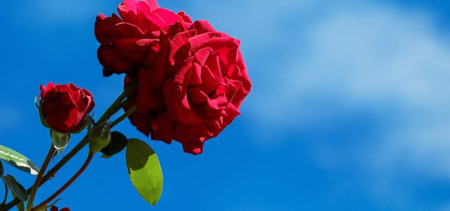 Rosen Duft