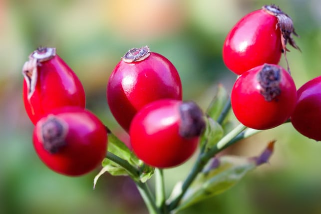 weil-die-haerchen-auf-dem-kern-juckreiz-ausloesen-koe-cc0--pixabay--stux-251030_download Weil die Härchen auf dem Kern Juckreiz auslösen können, solltest du Hagenbutten entkernen.