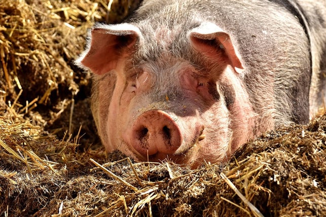 so-idyllisch-leben-leider-die-wenigsten-schweine-cc0-pixabay-alexas_fotos-190510_download Schweine benötigen viel Platz und Futter - das wirkt sich negativ auf die Klimabilanz aus.