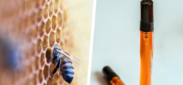 Propolis: Wirkung, Anwendung und Risiken