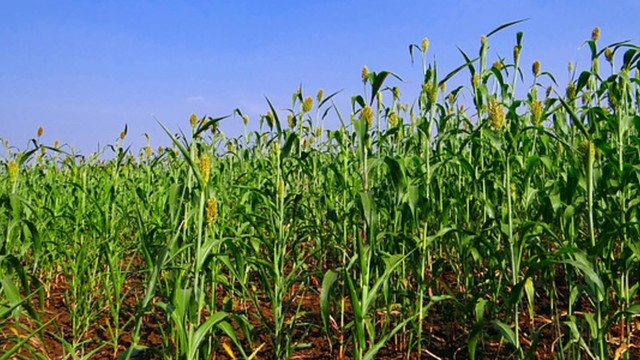 hirse-cc0-pixabay-sarangib-180422 Hirse