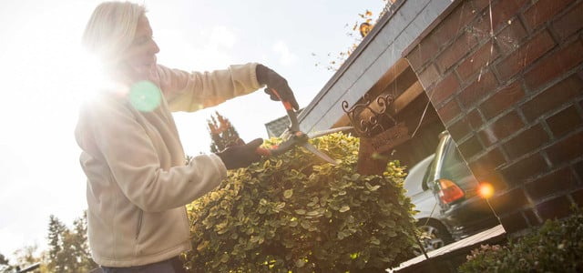 Pflanzen im Herbst zurückschneiden? Gärtnermeister rät ab - mit einer Ausnahme