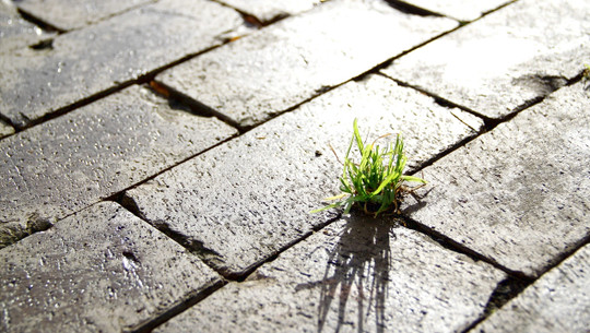 neo-oekologie-pb-aquilasol-200805-1280x720 Neo-Ökologie: Was ist das?