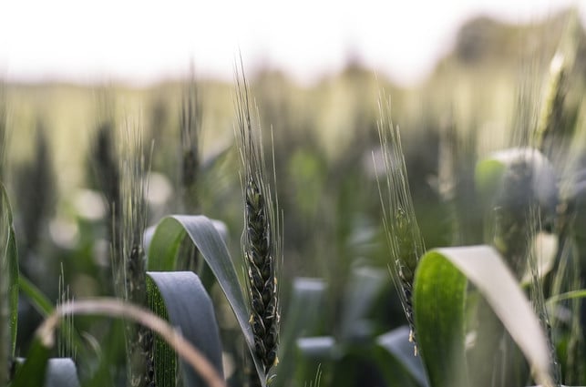 das-roggenkorn-ist-aromatisch-und-robust-cc0-pixabay-jacek_kak-180609_download Das Roggenkorn ist aromatisch und robust.