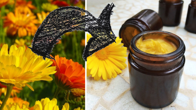 ringelblumensalbe-selber-machen-calendula-cc0-pixabay-jan-mallander-geralt-ekologiskt_-171221 Ringelblumensalbe selber machen Calendula