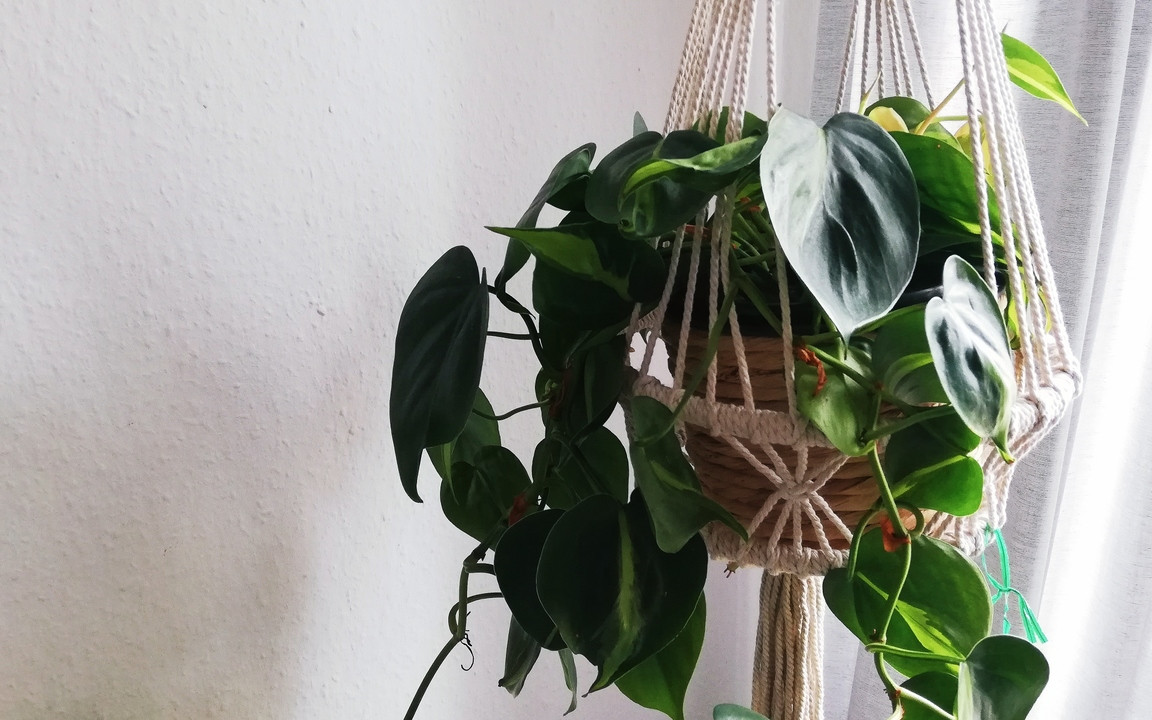 Philodendron: So pflegst du den immergrnen Baumfreund - Utopia.de