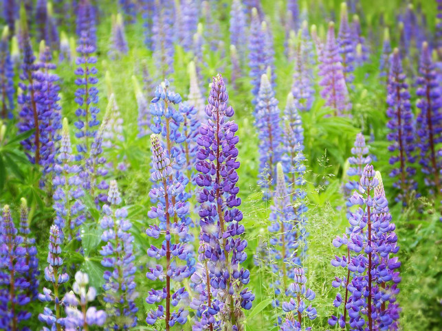 die-regionale-lupine-ist-nicht-nur-schoen-anzusehen-cc0-pixabay-silviarita-220509_download Die regionale Lupine ist nicht nur schön anzusehen, sondern liefert auch die notwendigen Zutaten für malzigen, aromatischen Lupinenkaffee.