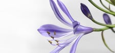 agapanthus-ueberwintern-cc0-pixabay-wolfblur-211123 agapanthus überwintern