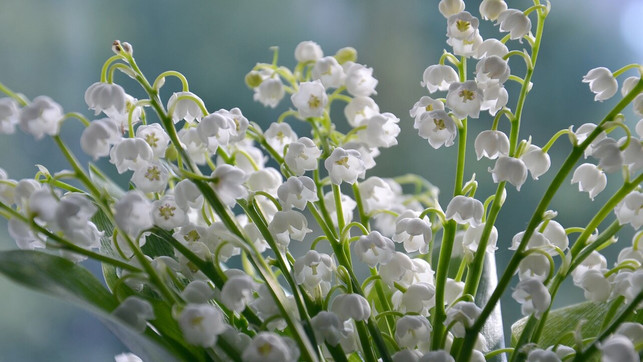 maigloeckchen-pb-mareefe-240506-1280x720 Typisch für die beliebten Maiglöckchen ist ihre weiße Blütenpracht und der aromatisch süßliche Duft.