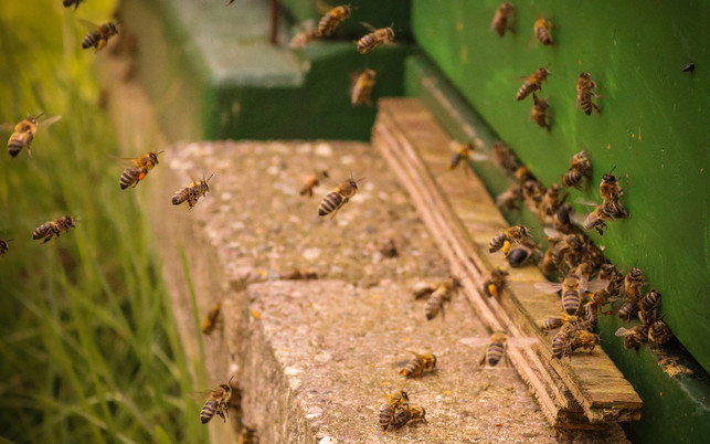 bienenstock-pb-cc0-180417-1280x800 Bienenstock