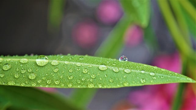 um-am-oleander-den-frostschaden-festzustellen-sol-cc0-pixabay-mylene2401-230108_download Um am Oleander den Frostschaden festzustellen, solltest du das Gewebe an den Trieben betrachten.